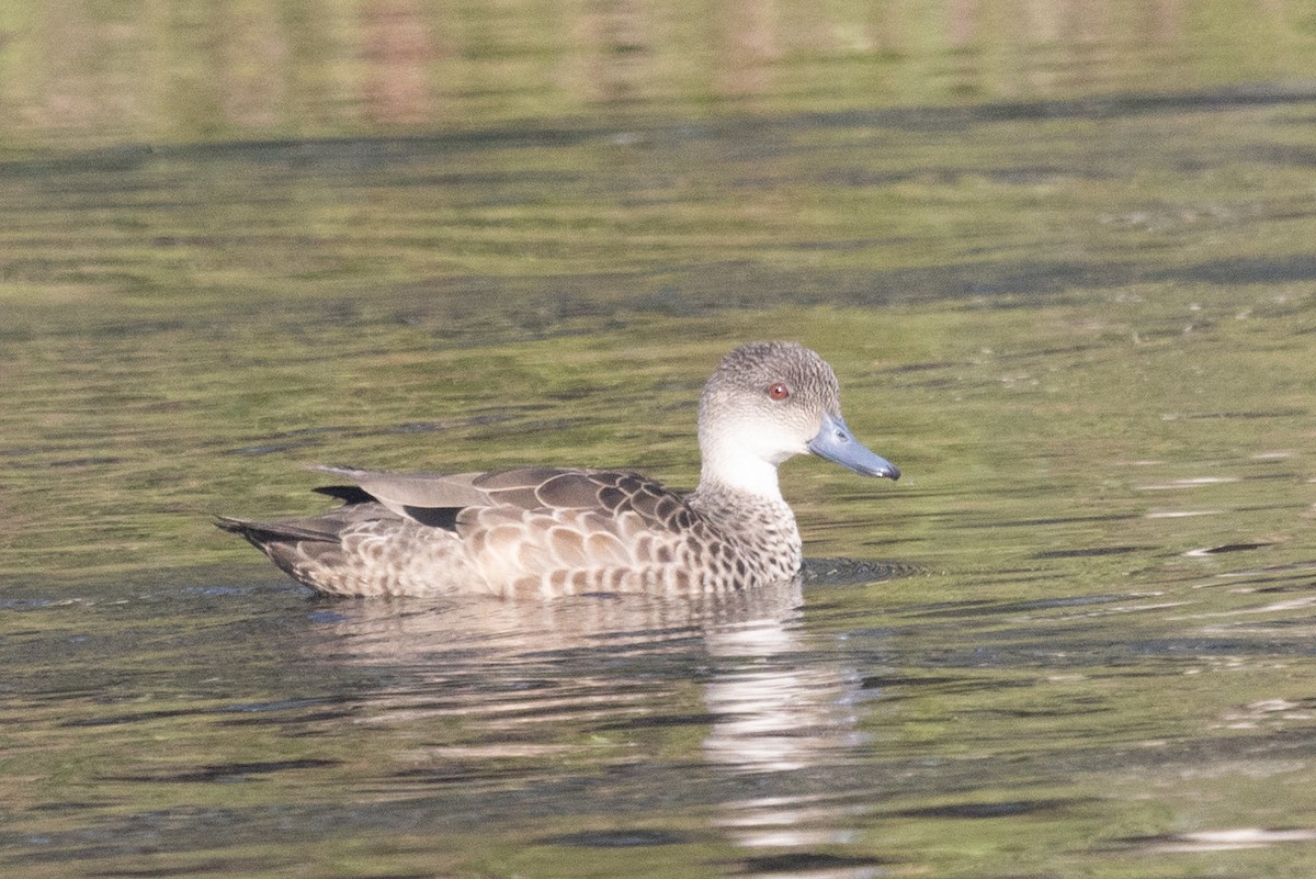 Gray Teal - ML438732461