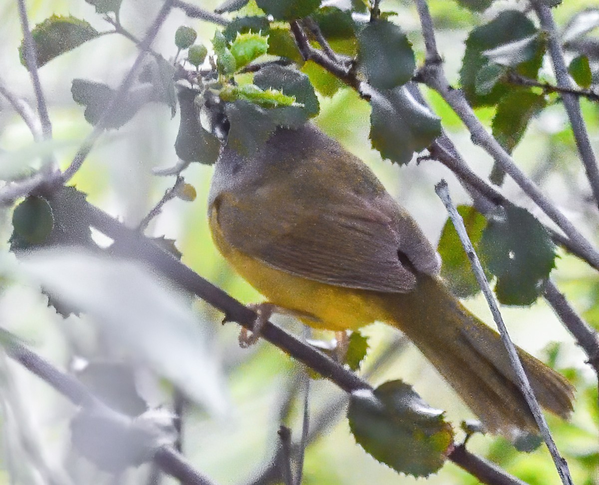 MacGillivray's Warbler - ML438734931