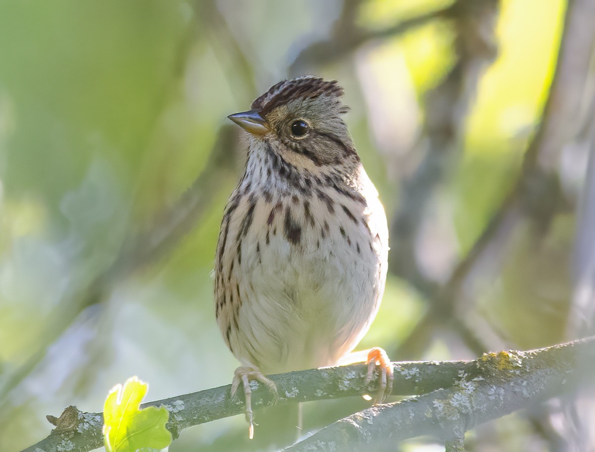 Lincoln's Sparrow - ML438734941