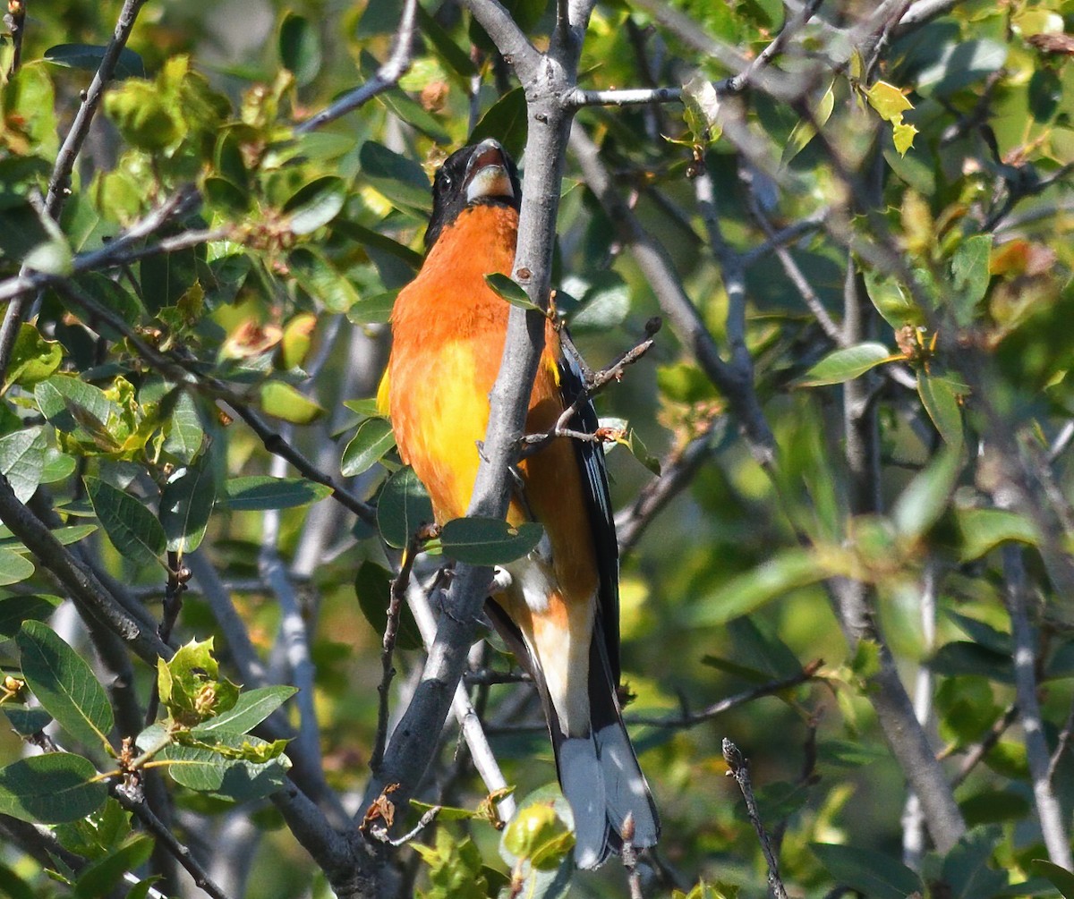 Black-headed Grosbeak - ML438734981