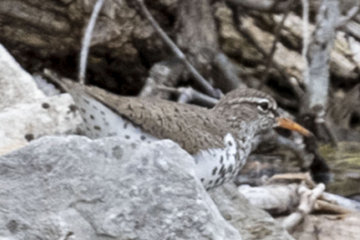 Spotted Sandpiper - ML438735391