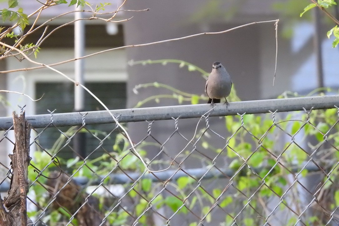 Gray Catbird - sandy berger