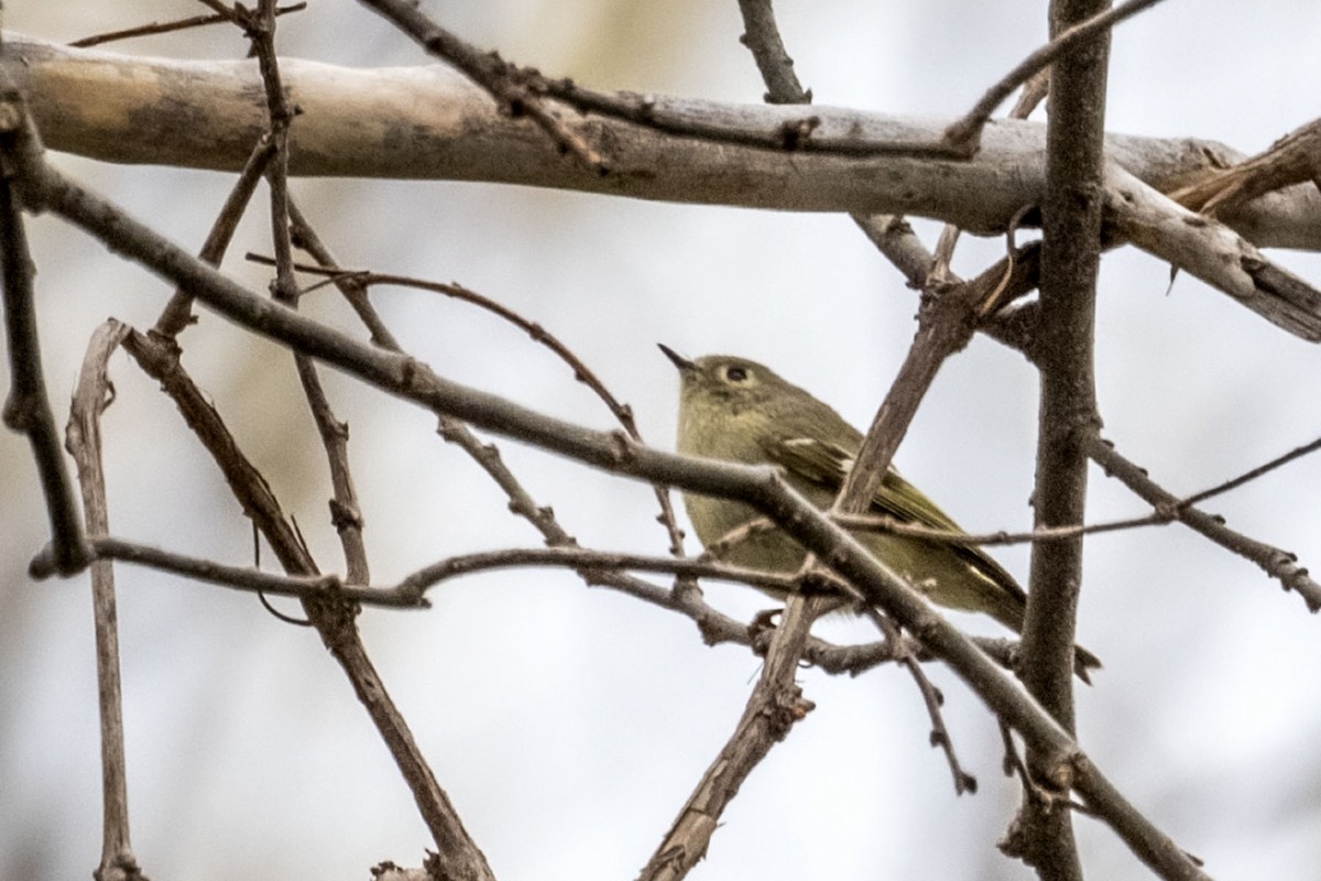 Ruby-crowned Kinglet - ML438736901