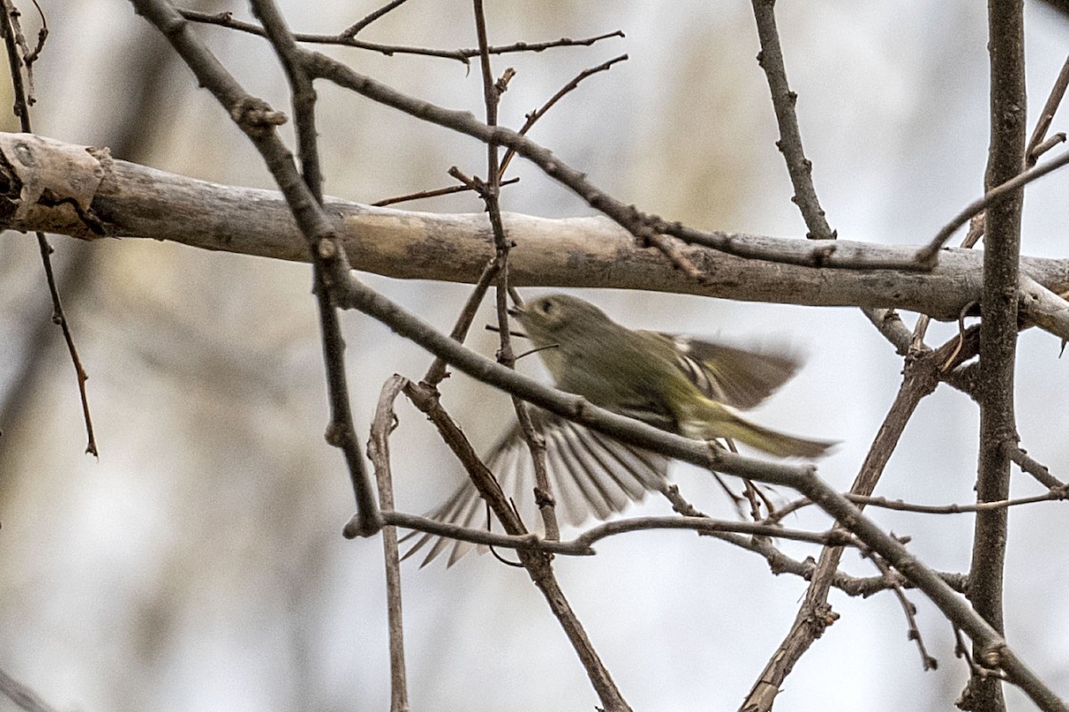 Ruby-crowned Kinglet - ML438736911