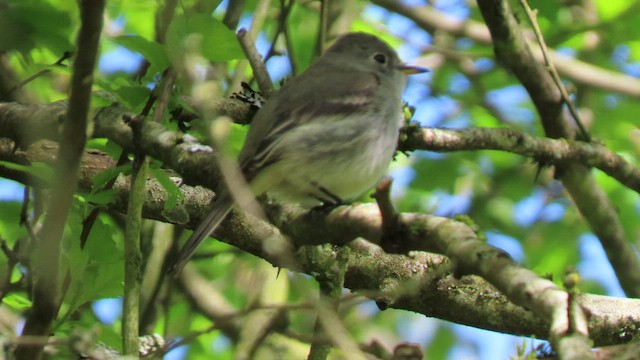 Gray Flycatcher - ML438736941