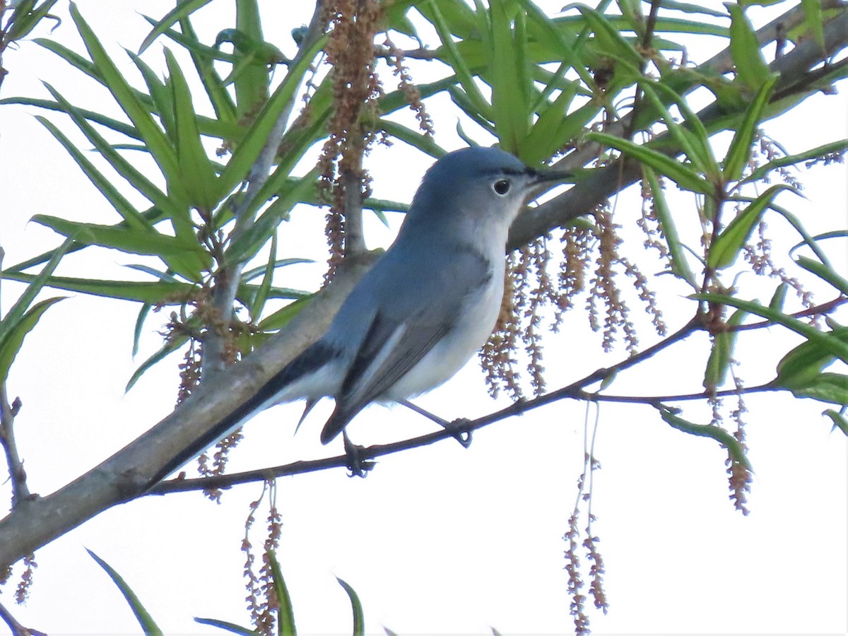 Blue-gray Gnatcatcher - ML438737981