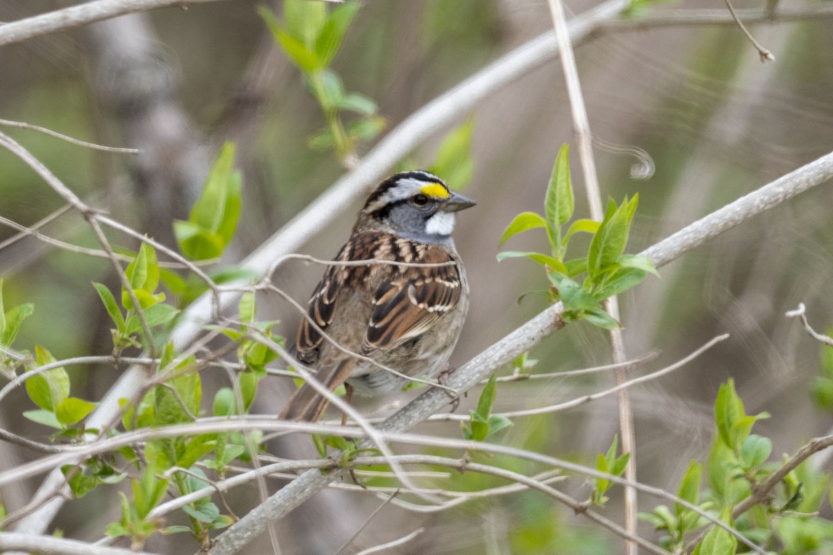 White-throated Sparrow - ML438738661