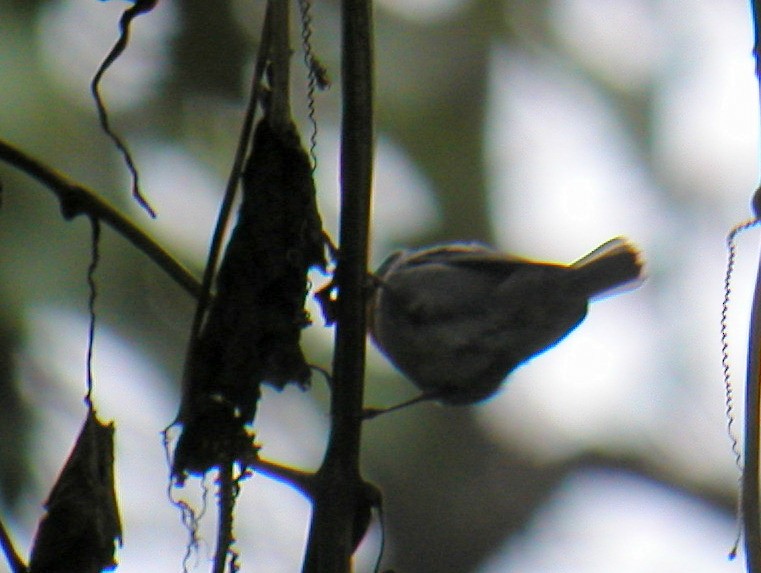 Flame-throated Warbler - ML43873891