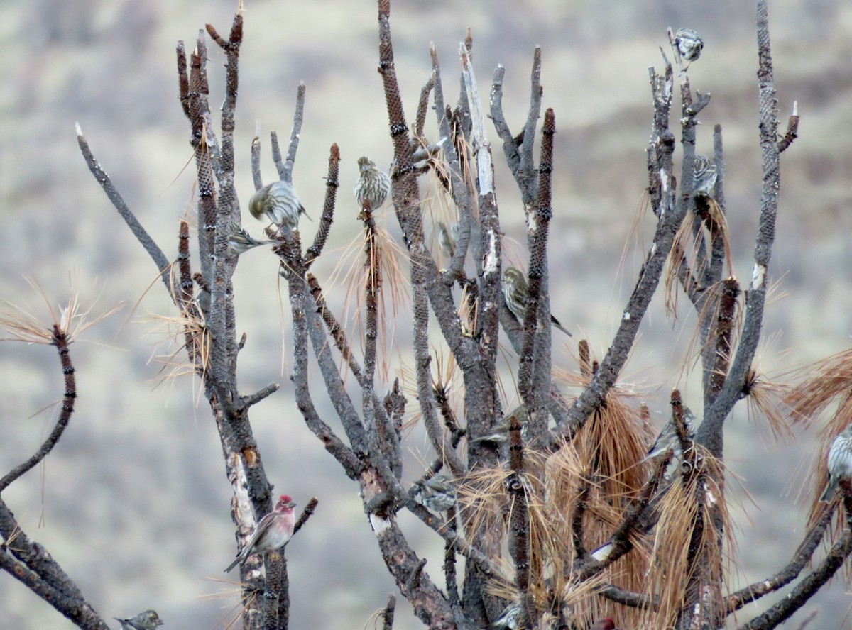 Cassin's Finch - Russ Namitz