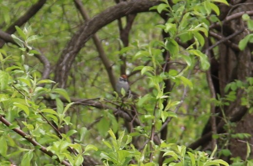 Chipping Sparrow - ML438740021