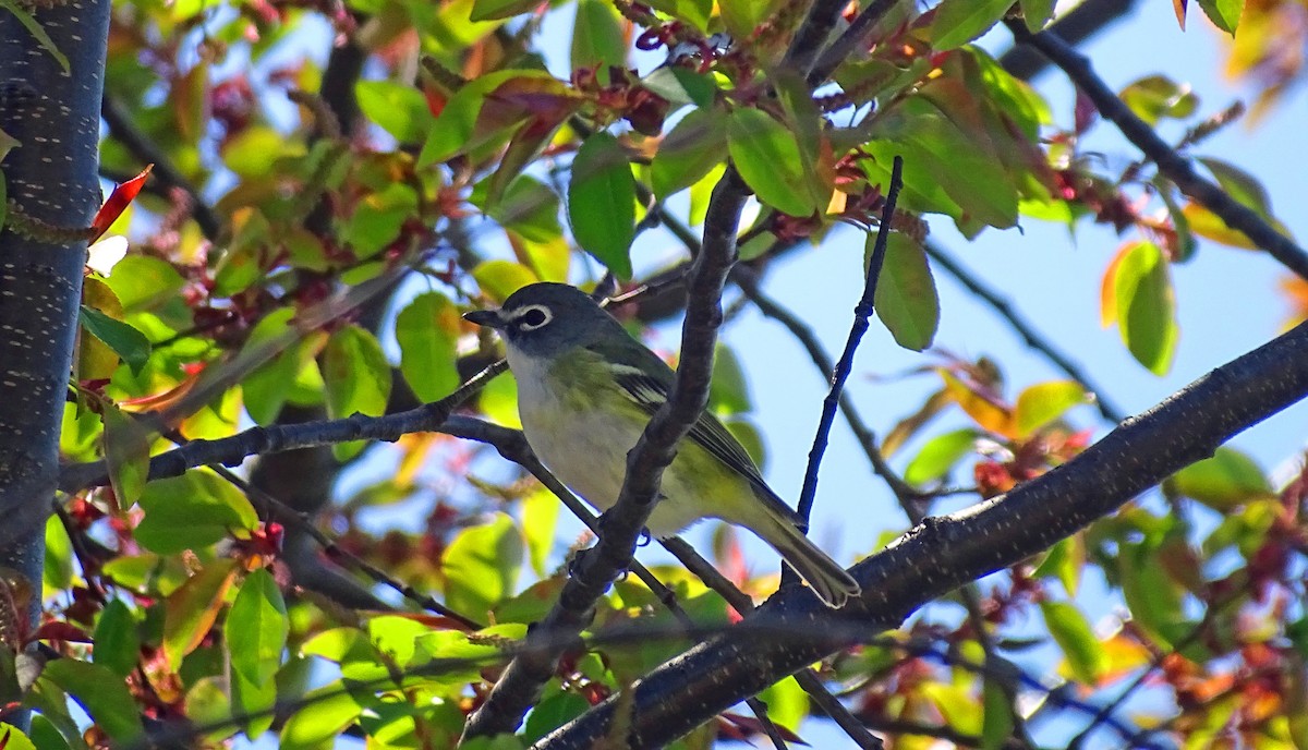 Blue-headed Vireo - ML438741241