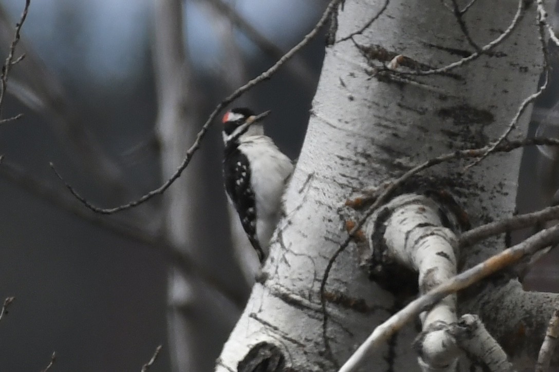 Hairy Woodpecker - Kent Kleman