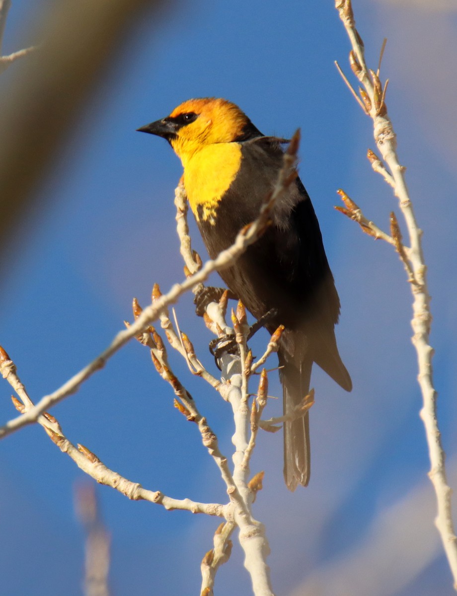 Yellow-headed Blackbird - ML438744481
