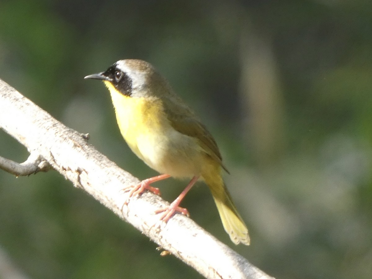 Common Yellowthroat - ML438744941