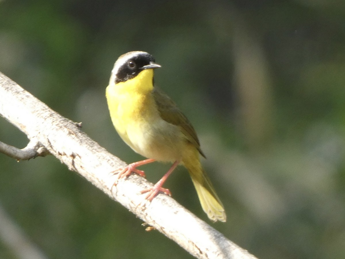 Common Yellowthroat - ML438744951
