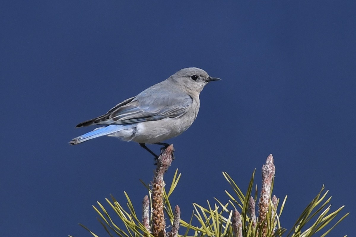 Mountain Bluebird - ML438745051