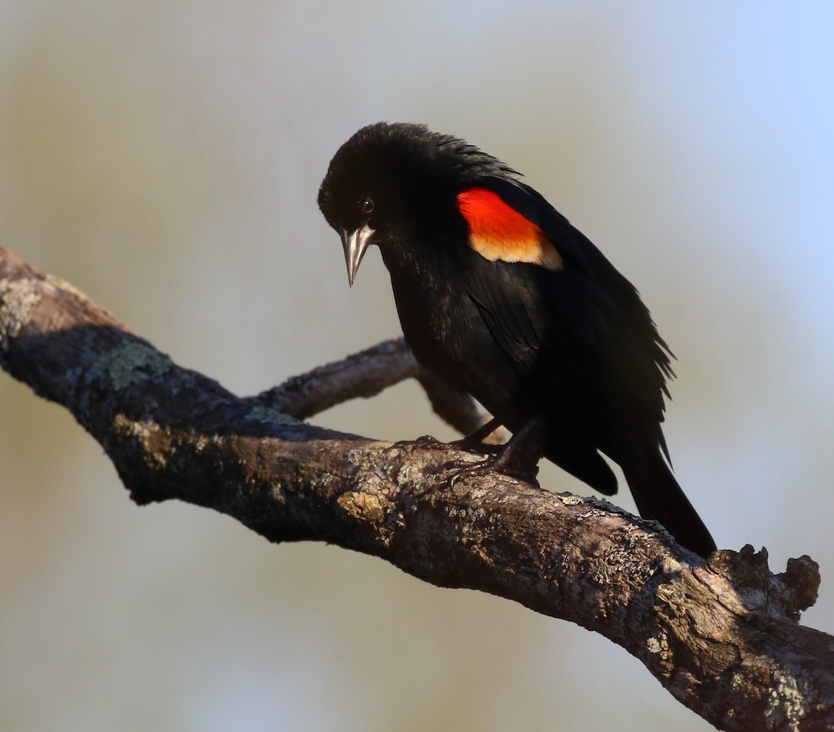 Red-winged Blackbird - maggie peretto