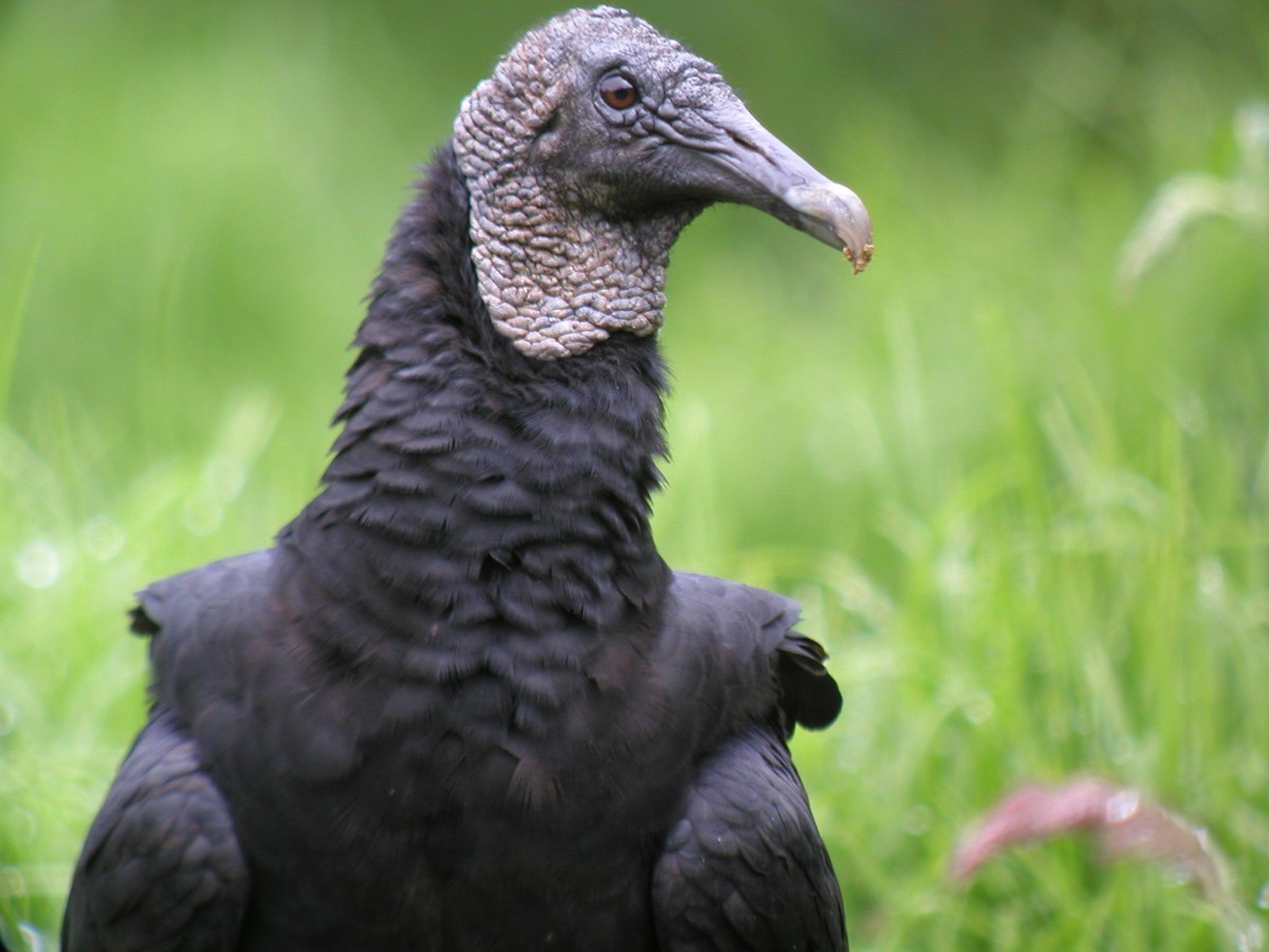 Black Vulture - ML43874801