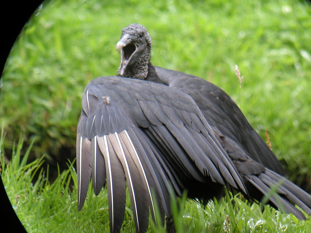 Black Vulture - ML43874871