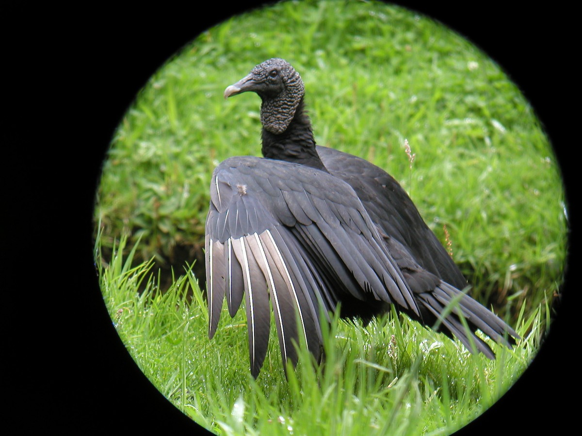 Black Vulture - ML43874931