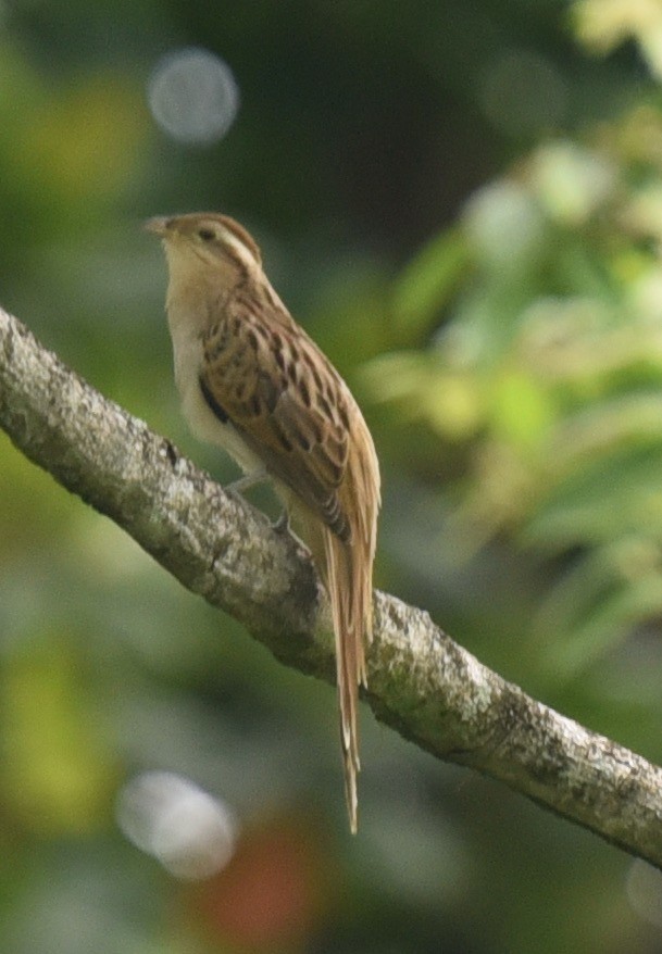 Striped Cuckoo - ML438750571