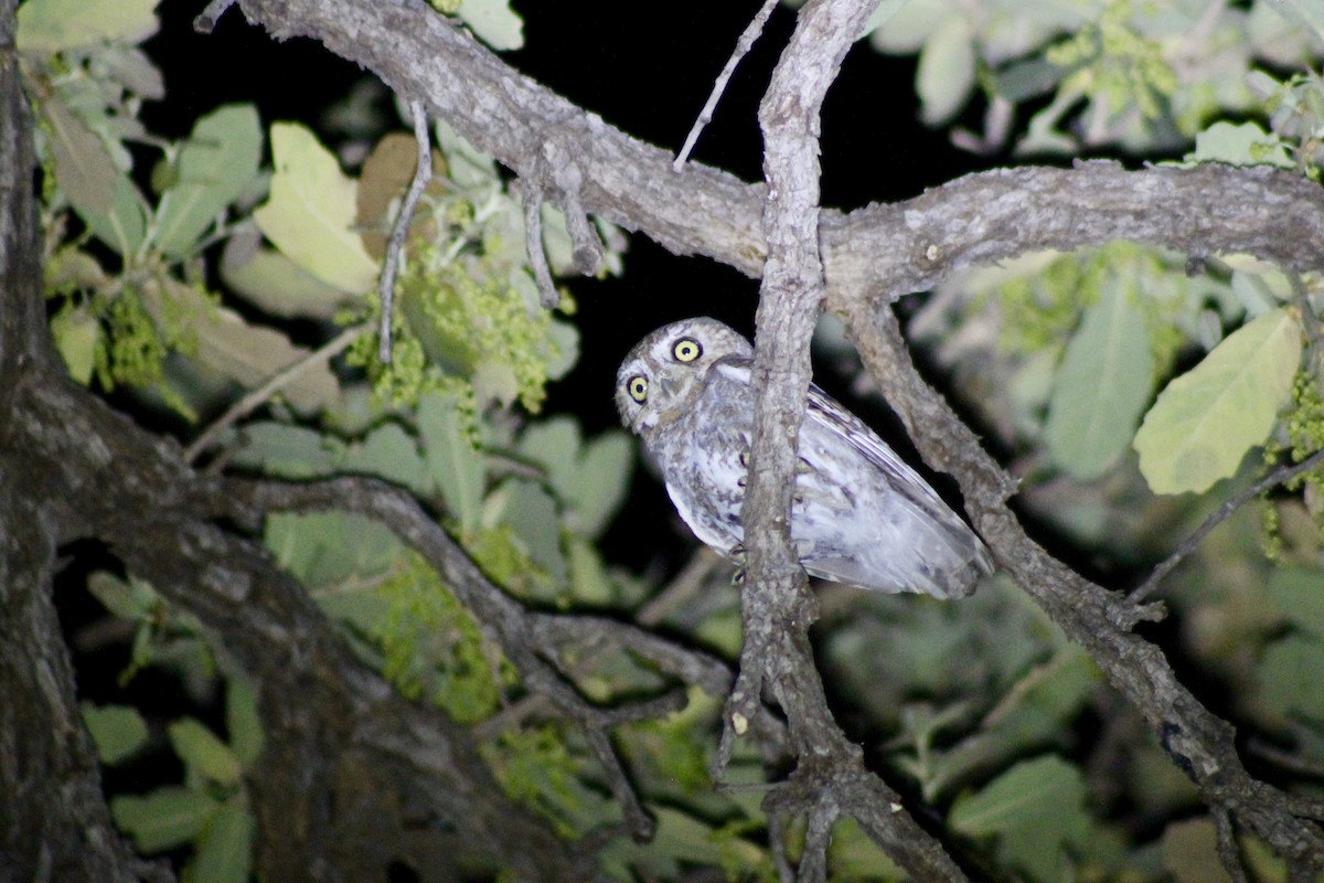 Elf Owl - ML438751661