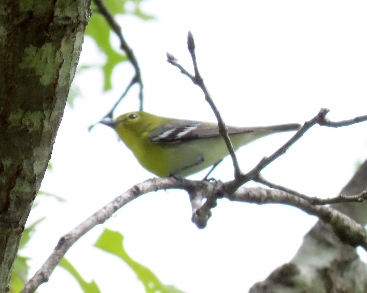 Yellow-throated Vireo - Karen Hogan