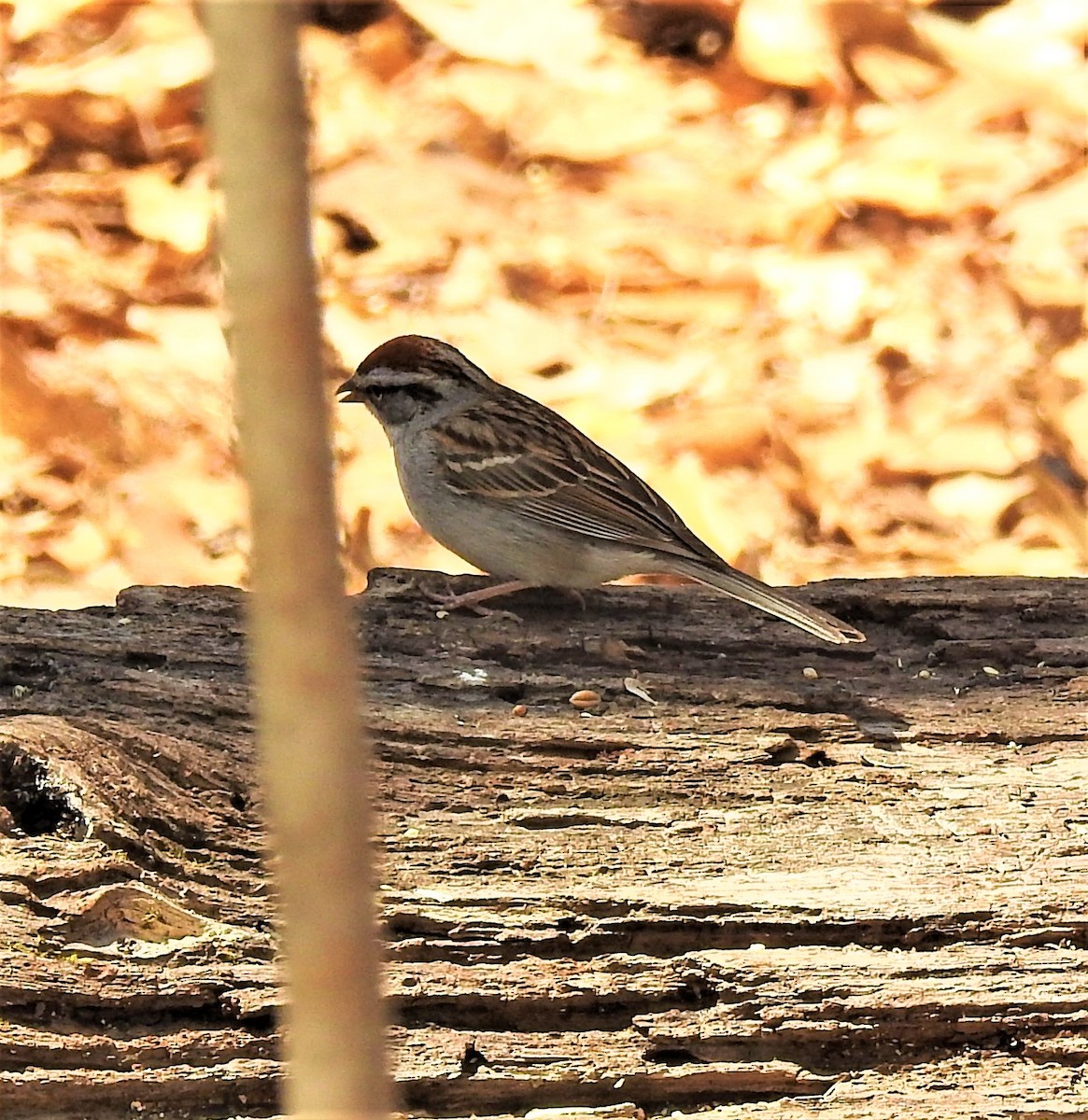 Chipping Sparrow - GARY STRAUS