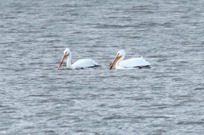 American White Pelican - ML438752181