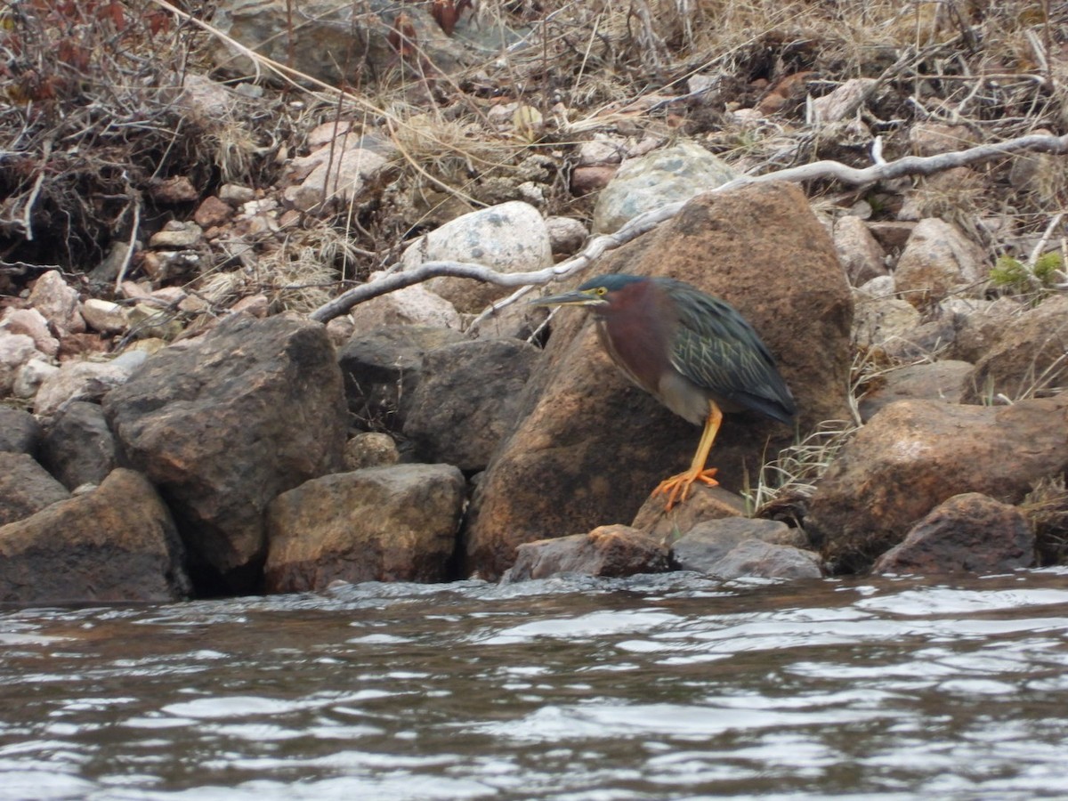 Green Heron - ML438752611