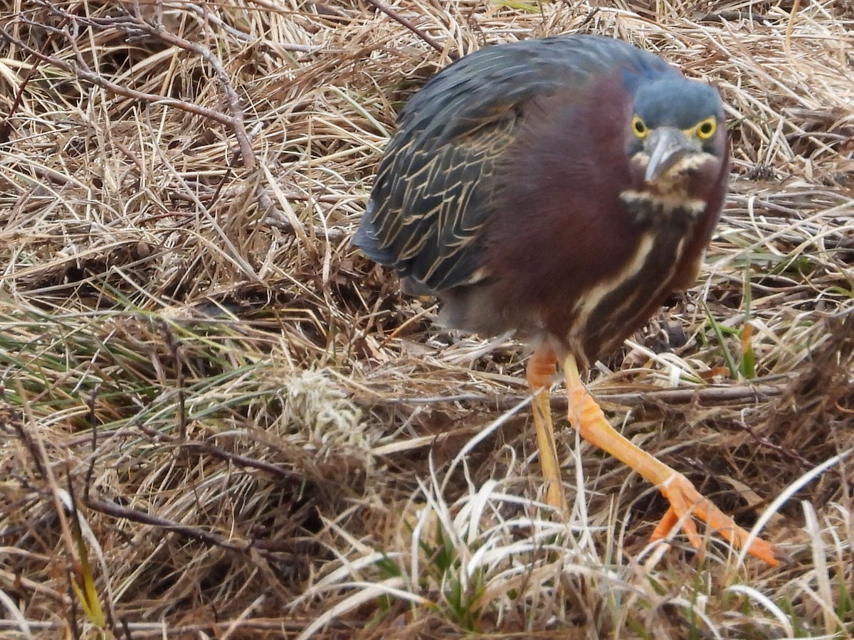 Green Heron - Brenda Bungay