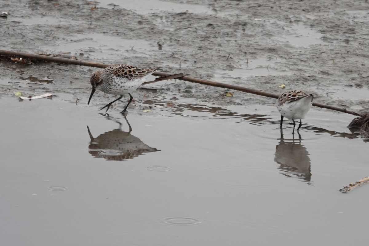 beringsnipe - ML438752701