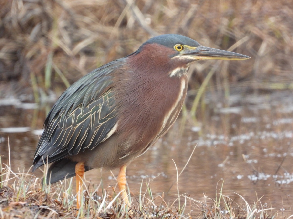 Green Heron - ML438752741