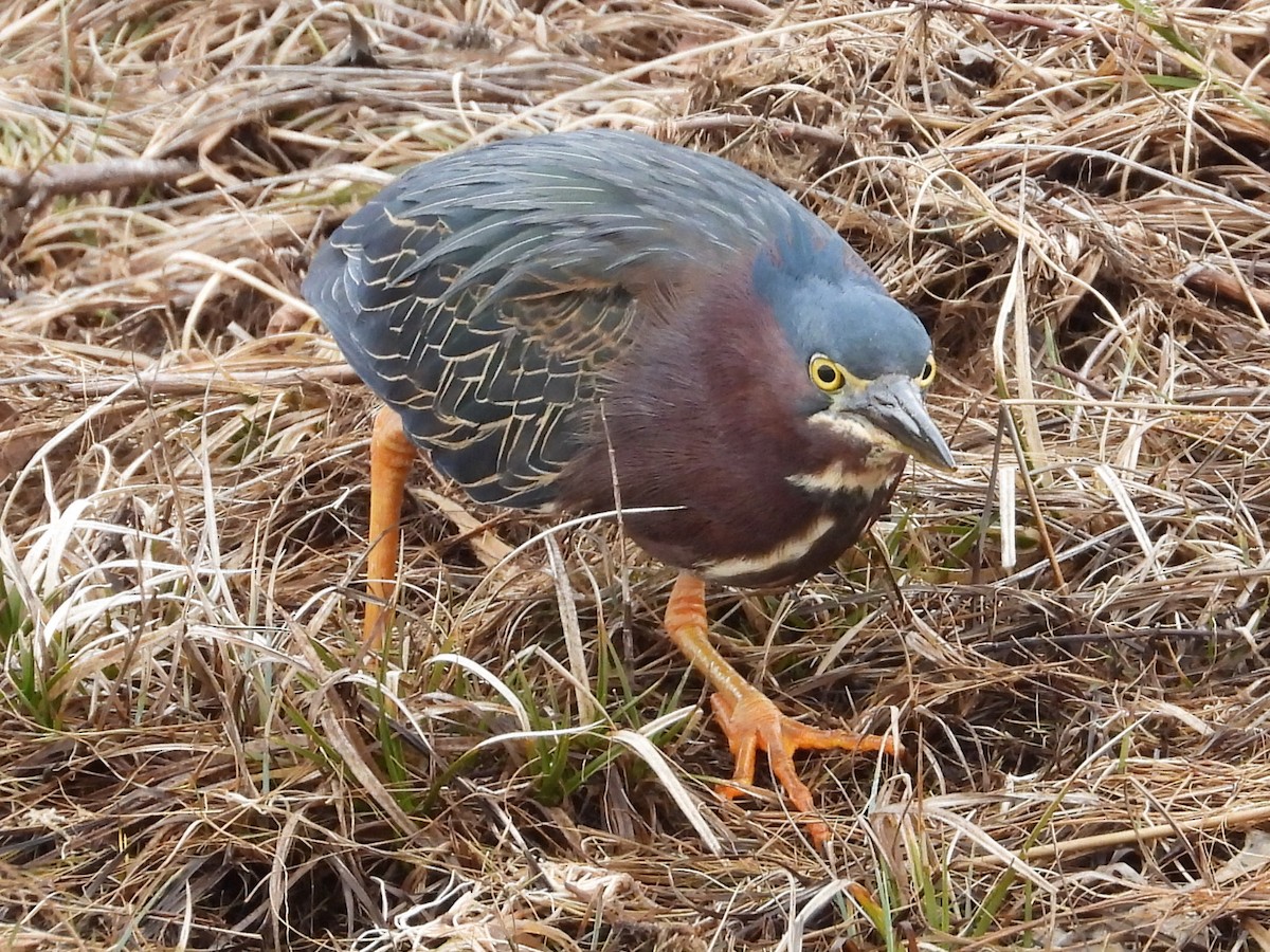 Green Heron - ML438752761