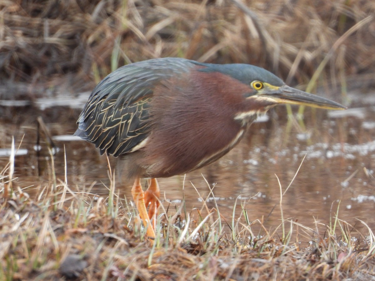 Green Heron - ML438752771