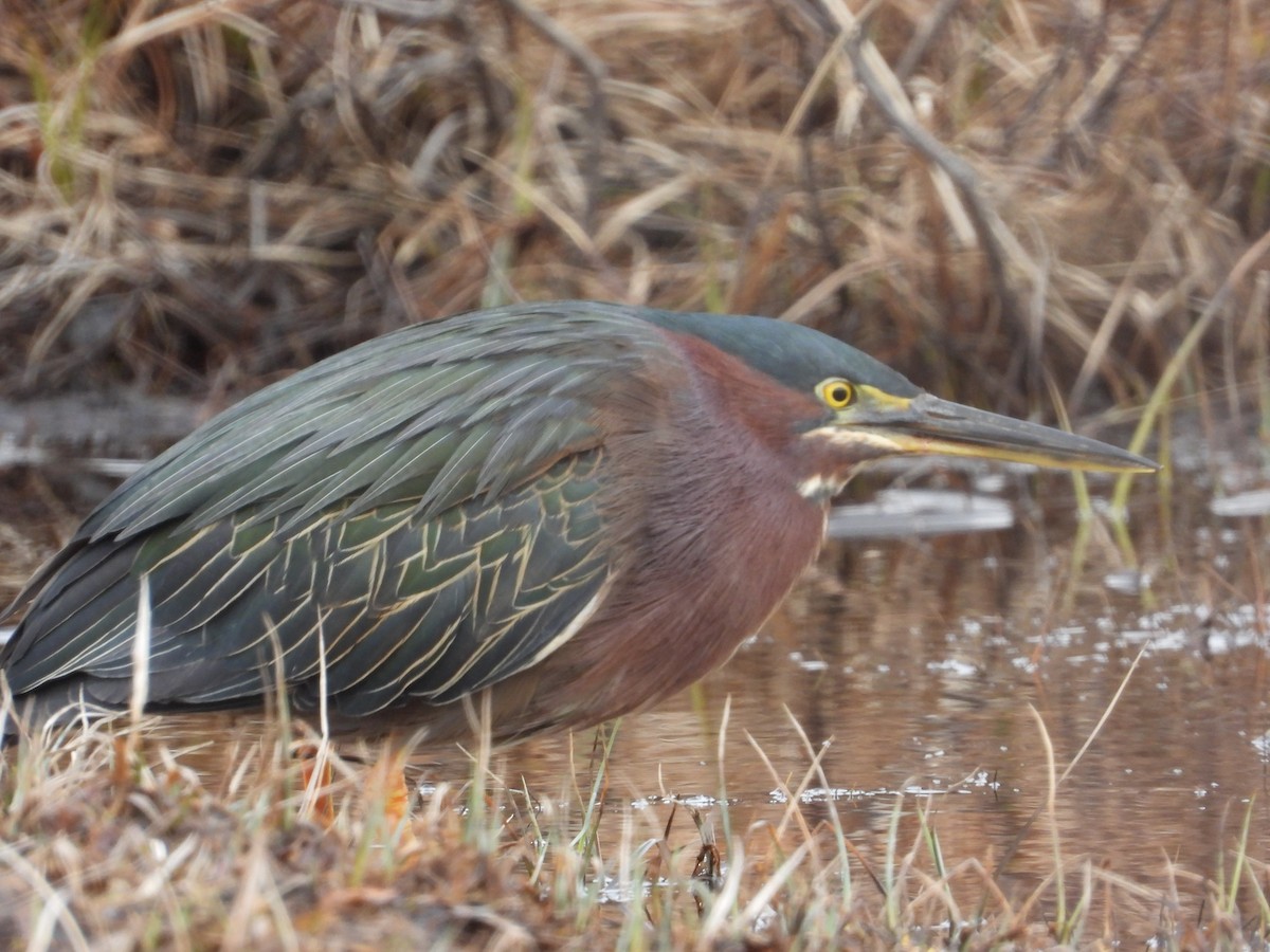 Green Heron - ML438752851