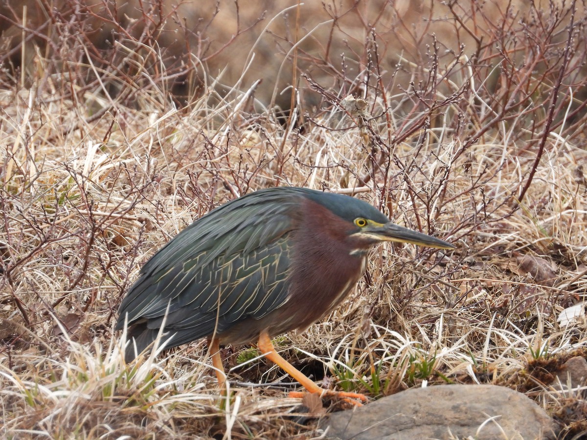 Green Heron - ML438752891