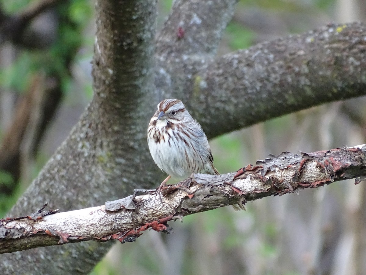 Song Sparrow - ML438753001