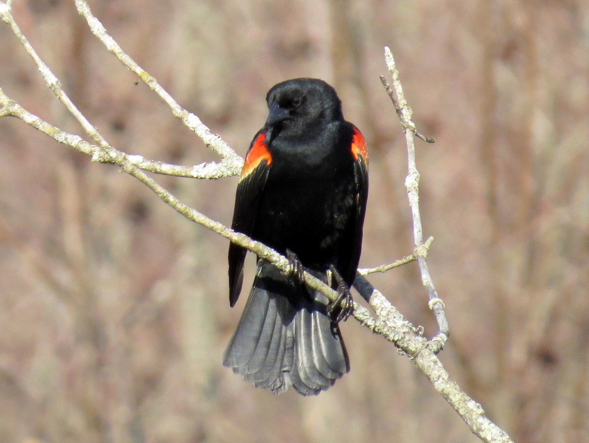 Red-winged Blackbird - Scott Schwenk