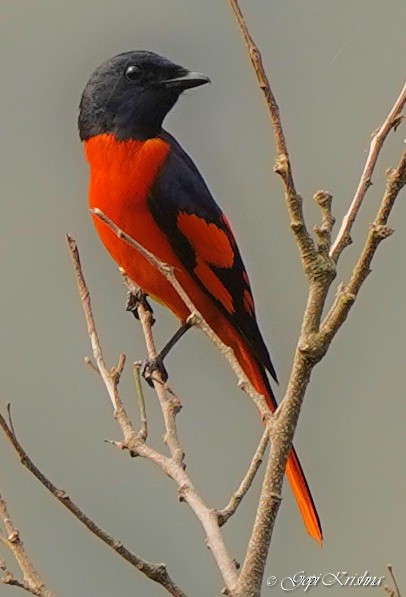 Short-billed Minivet - Gopi Krishna