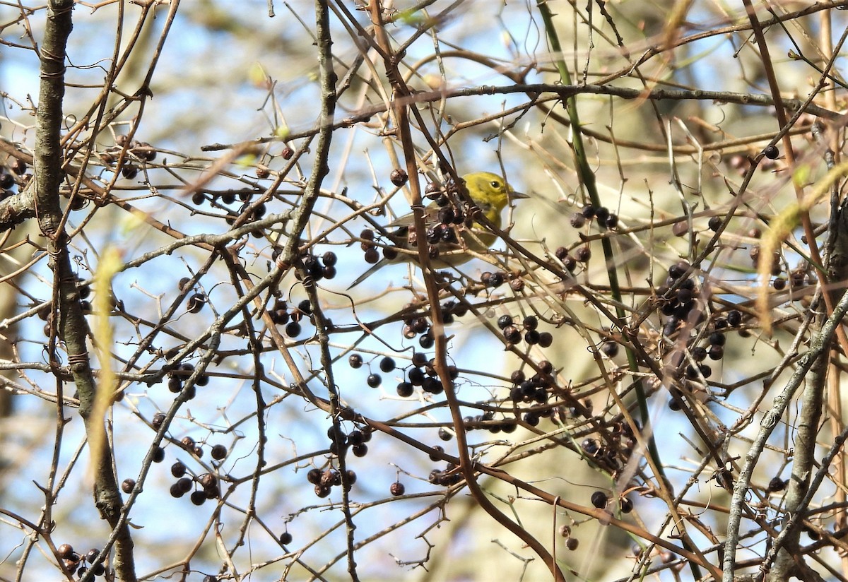 Сосновая древесница - ML438756251