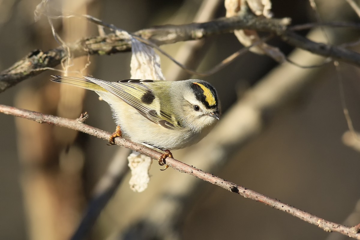 Golden-crowned Kinglet - ML43875691