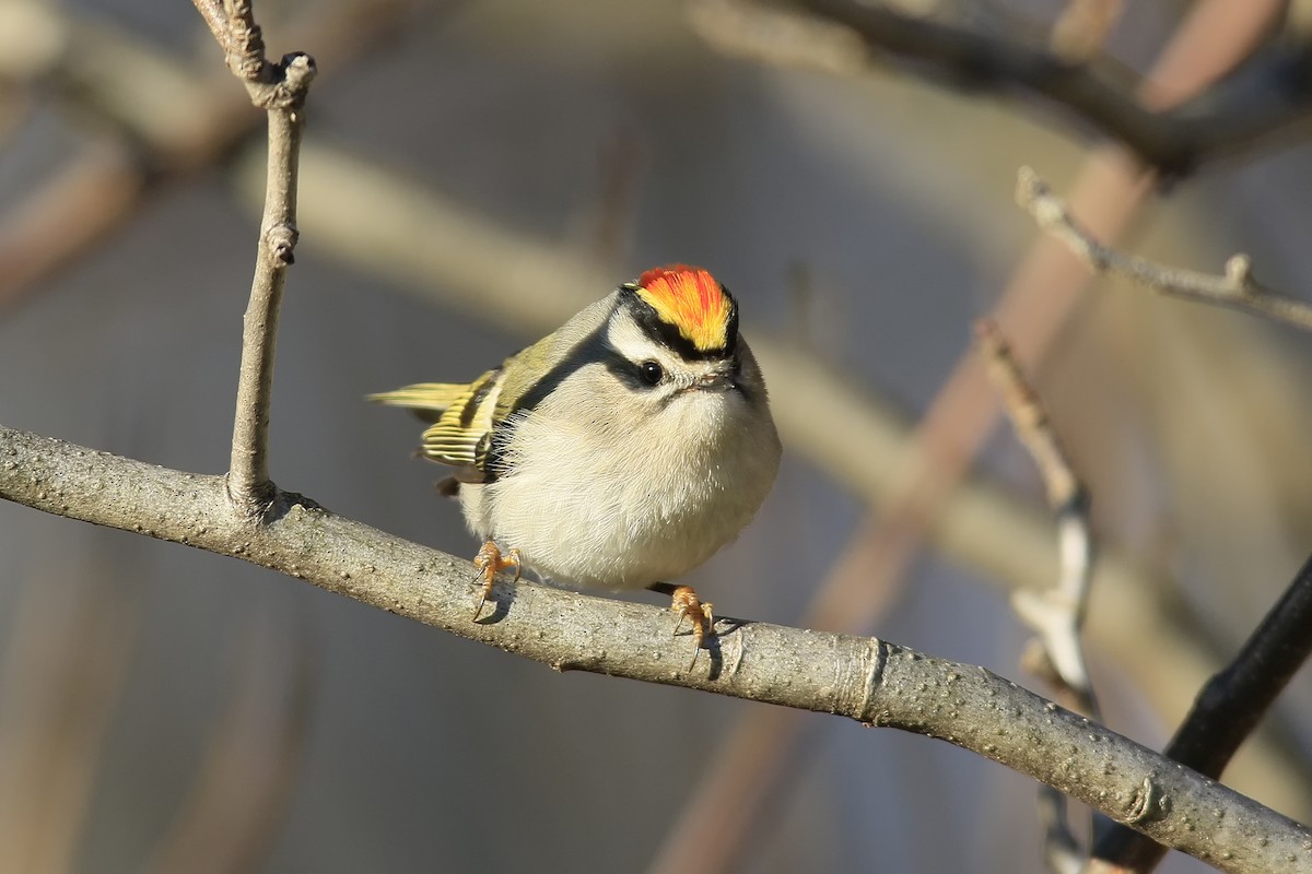 Golden-crowned Kinglet - ML43875701