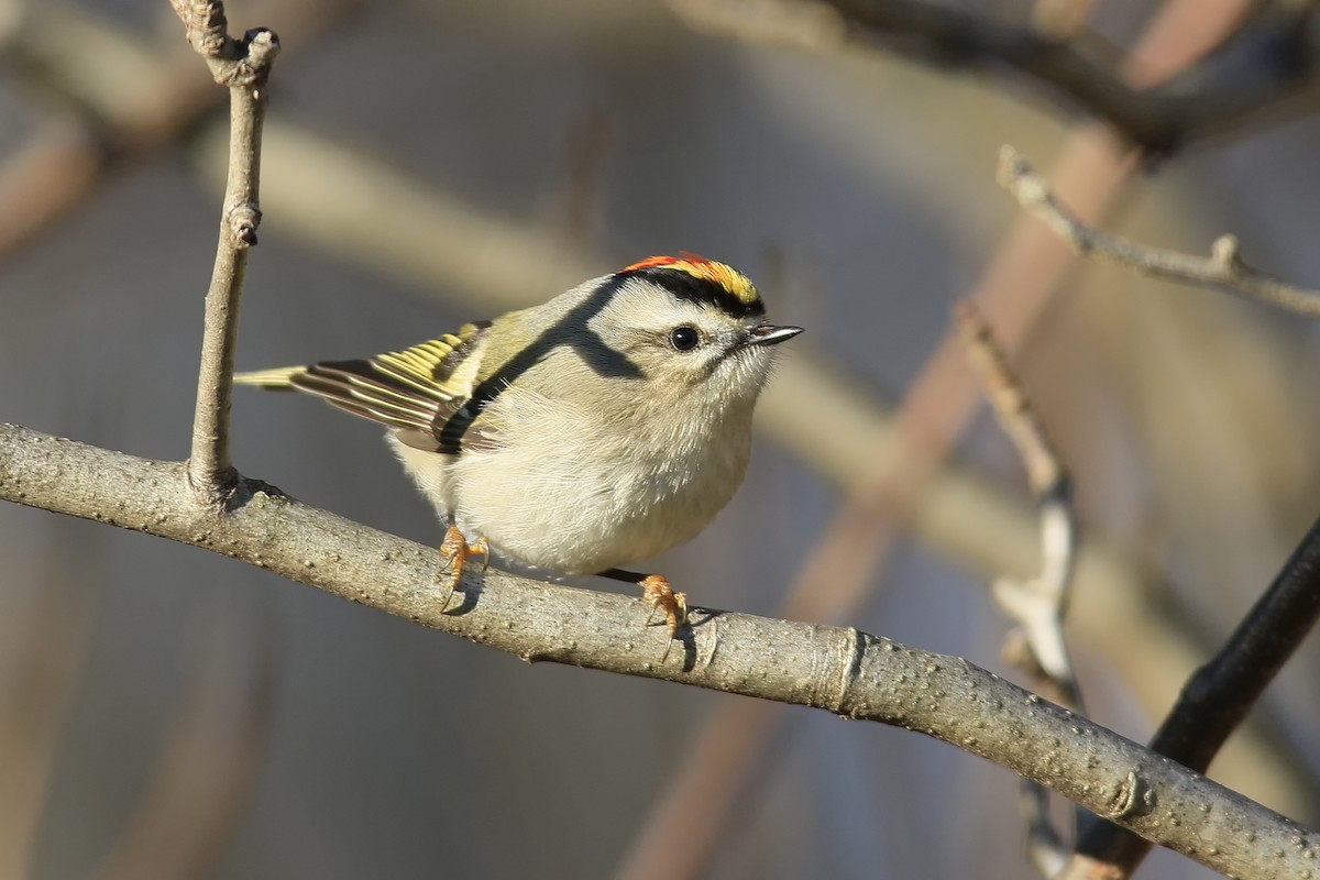 Golden-crowned Kinglet - ML43875711