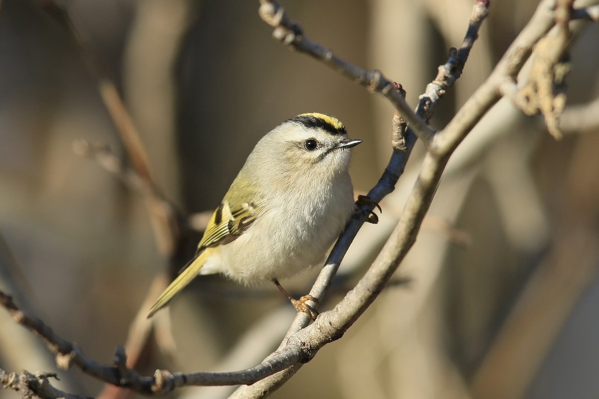 Golden-crowned Kinglet - ML43875721