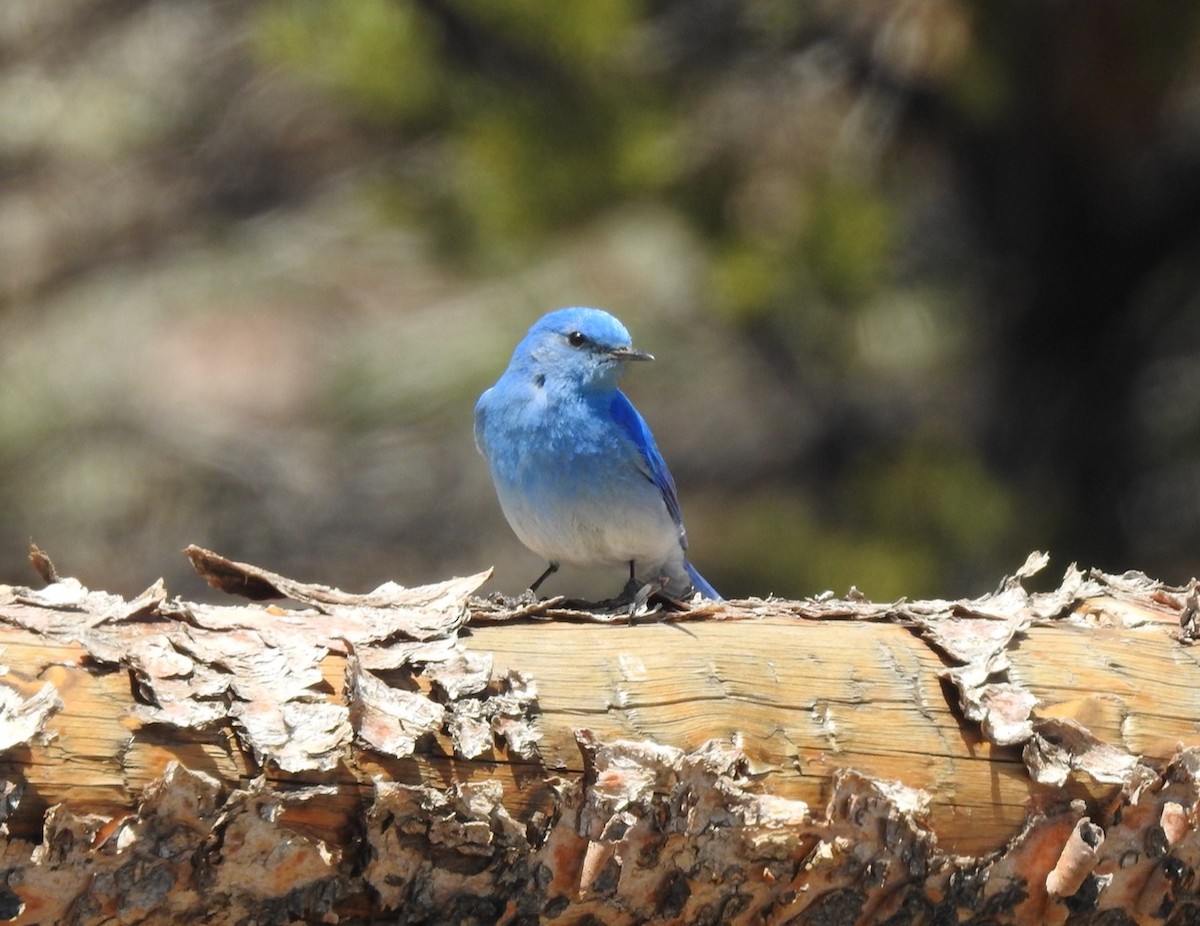 Mountain Bluebird - ML438757401