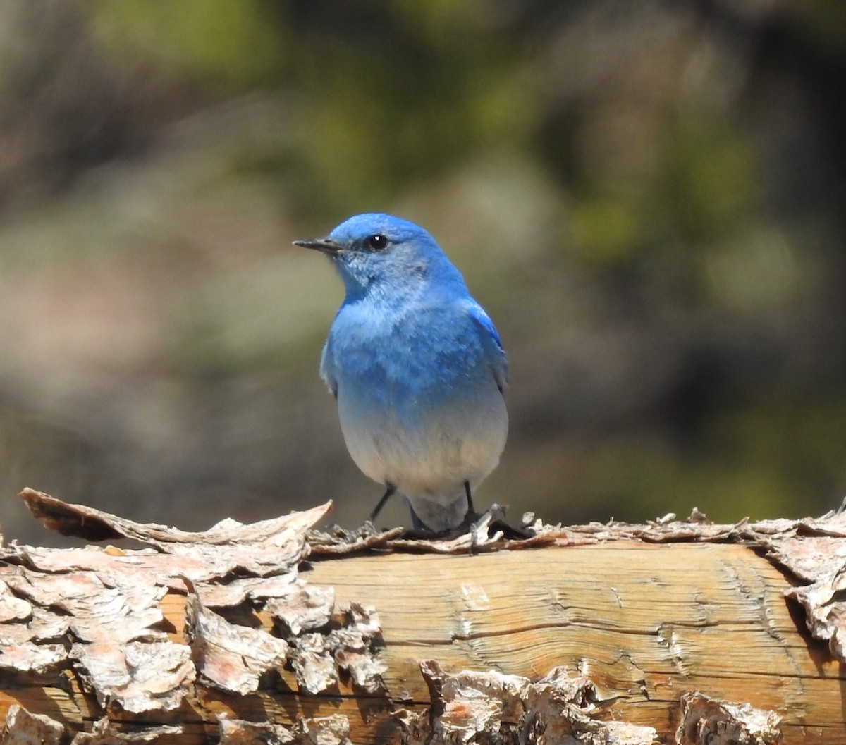 Mountain Bluebird - ML438757451