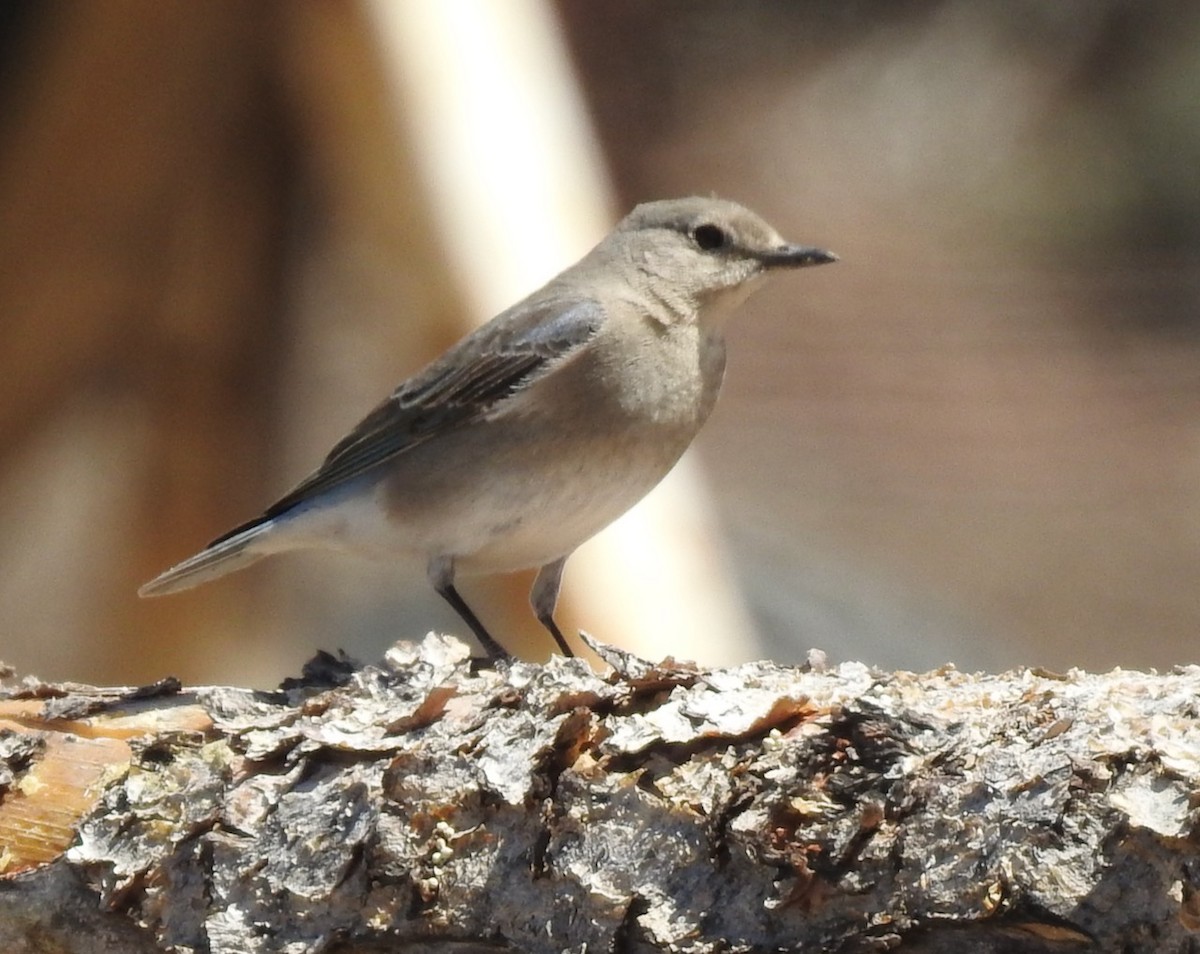 Mountain Bluebird - ML438757461