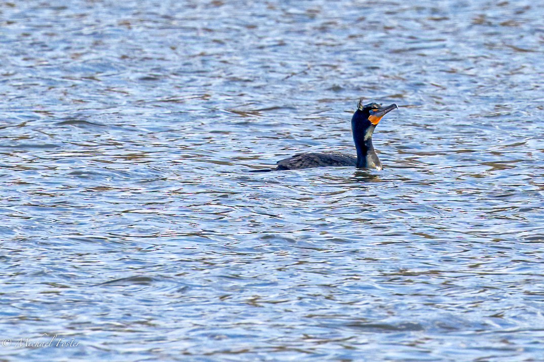 Double-crested Cormorant - Michael Foster