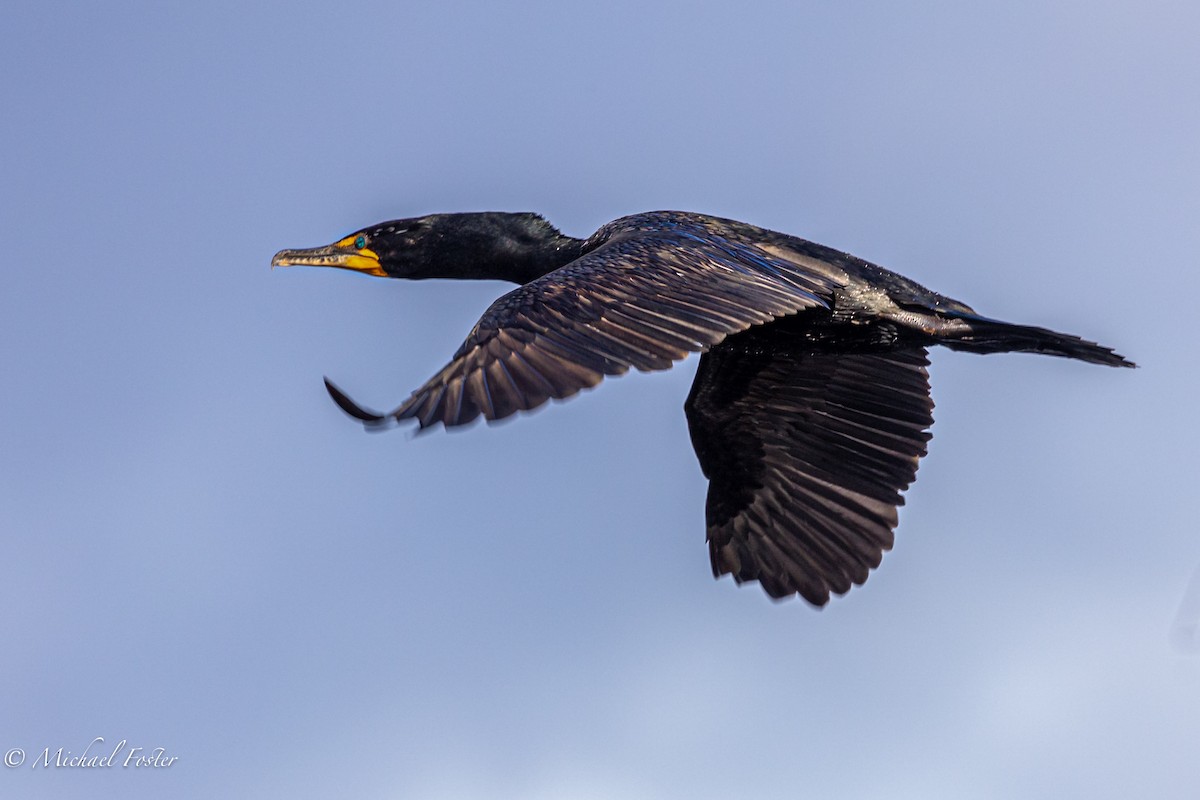 Cormoran à aigrettes - ML438758291